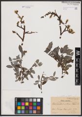 Salix aurita L. x Salix repens L.